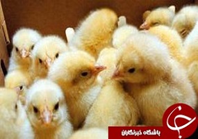 ۳۵۴۳۰۱۲_۸۵۸