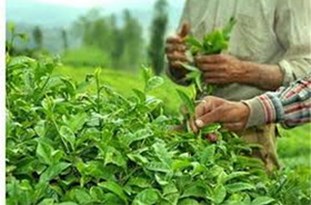 ۱۳۹۶۰۸۲۲۰۰۱۰۱۴_Test_PhotoH