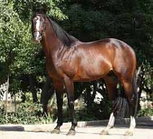 ۱۵۵۸۵۵۱_۷۸۵ copy