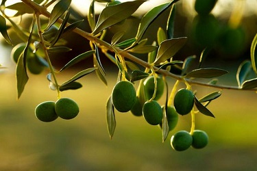 t3_1695029297_closeup-olives-on-branch.jpg.653x0_q80_crop-smart